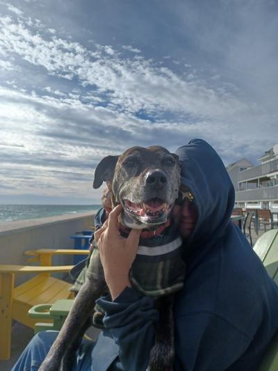 Person hugging Mr. Tiggs the dog outside on a deck